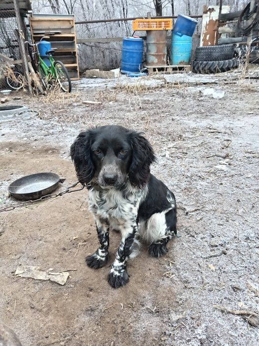 спаниель девочка возрост год