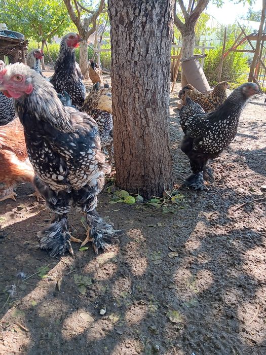 Brahma silver laced