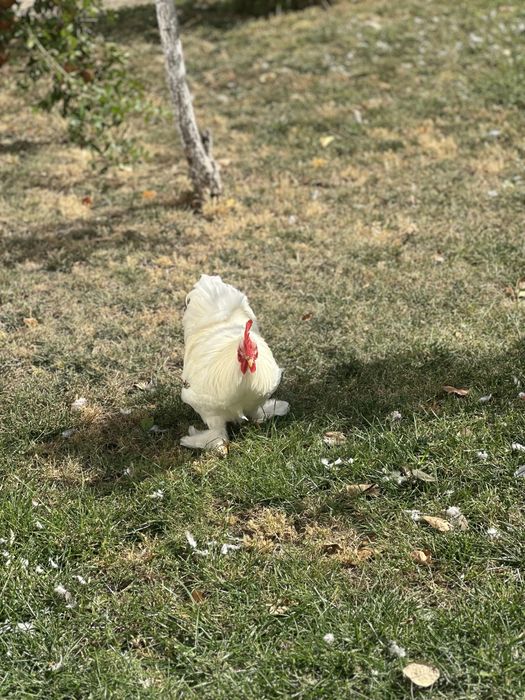 Vand gaini si cocosi cochinchina