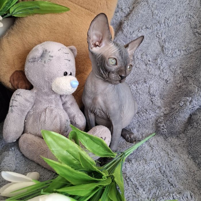 Котята лысики канадский сфинкс