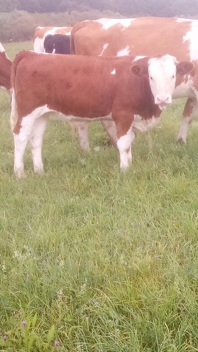 Juninci de vanzare 6bc intre 150 sí 250 kg 20ron