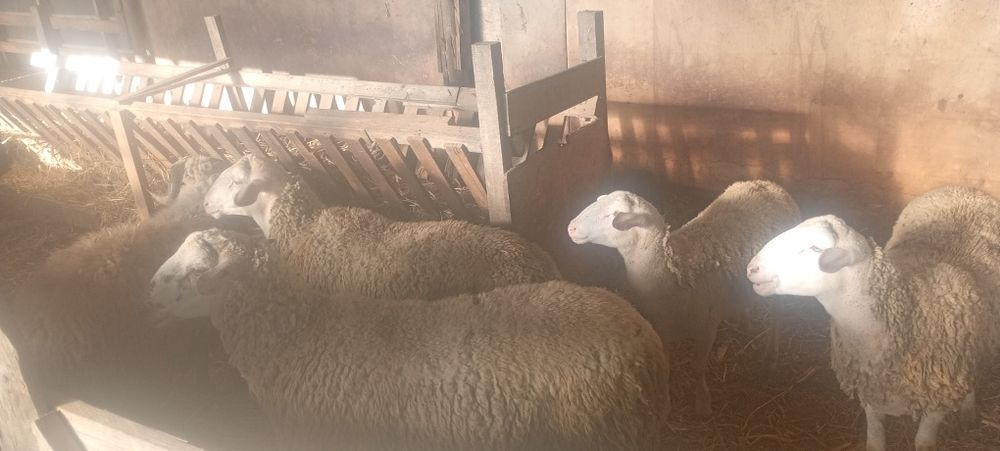 Vând berbecuți tineri