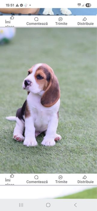 Catelusa beagle tricolor