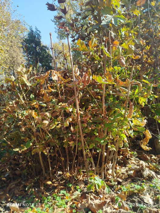 Kashtan koʻchatlari