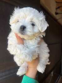 Bichon  mini toy