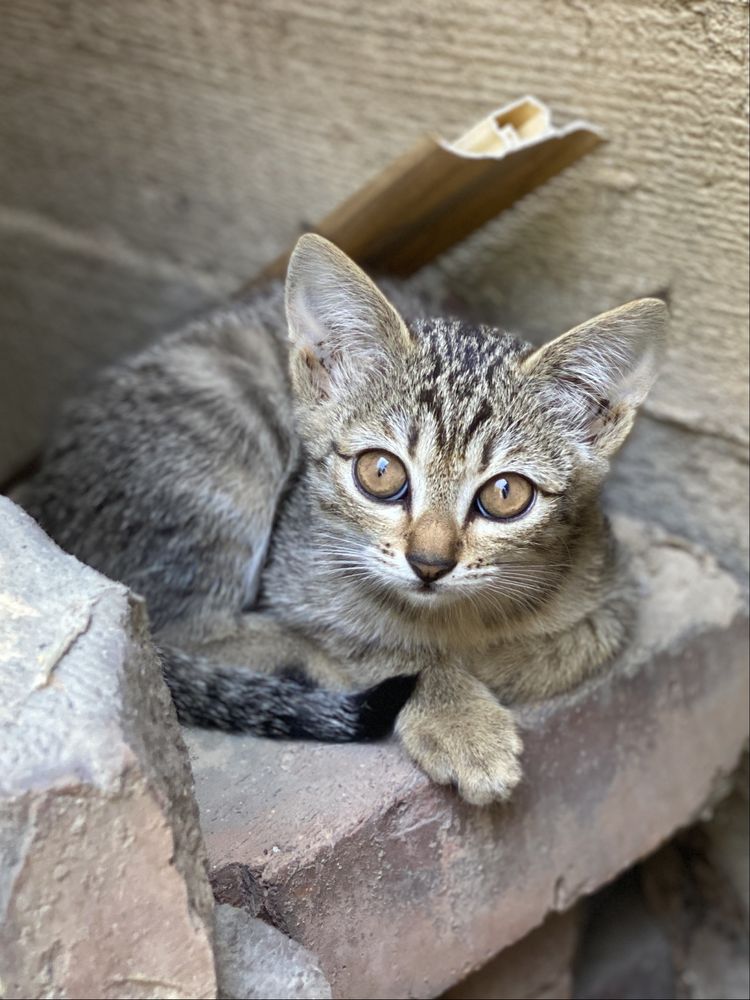 Кошка и три котенка