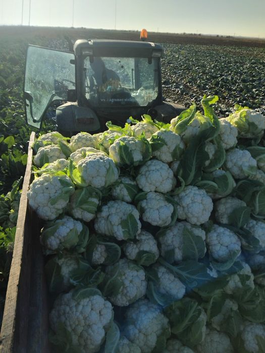 conopida varza rosie