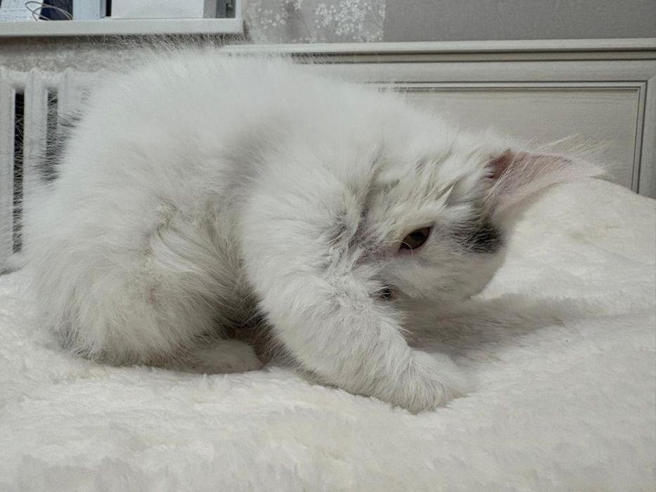 Два котенка девочки