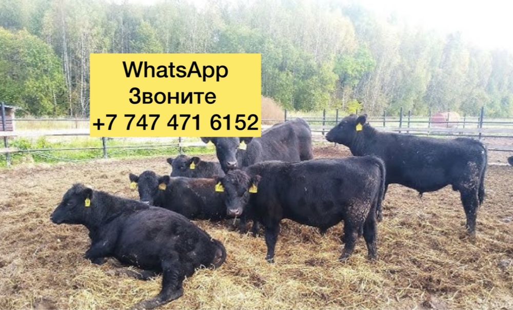 Продам бычки телята и телочки hhff