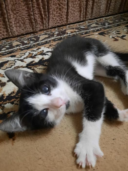 Отдам в добрые руки котят!