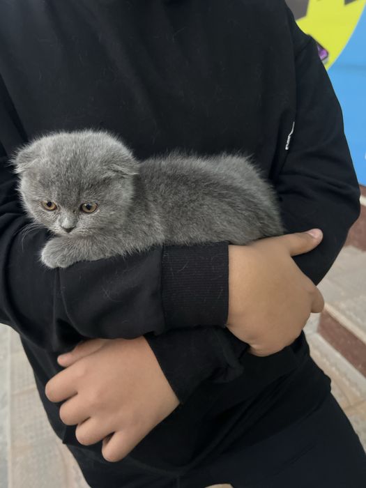 Продается котенок