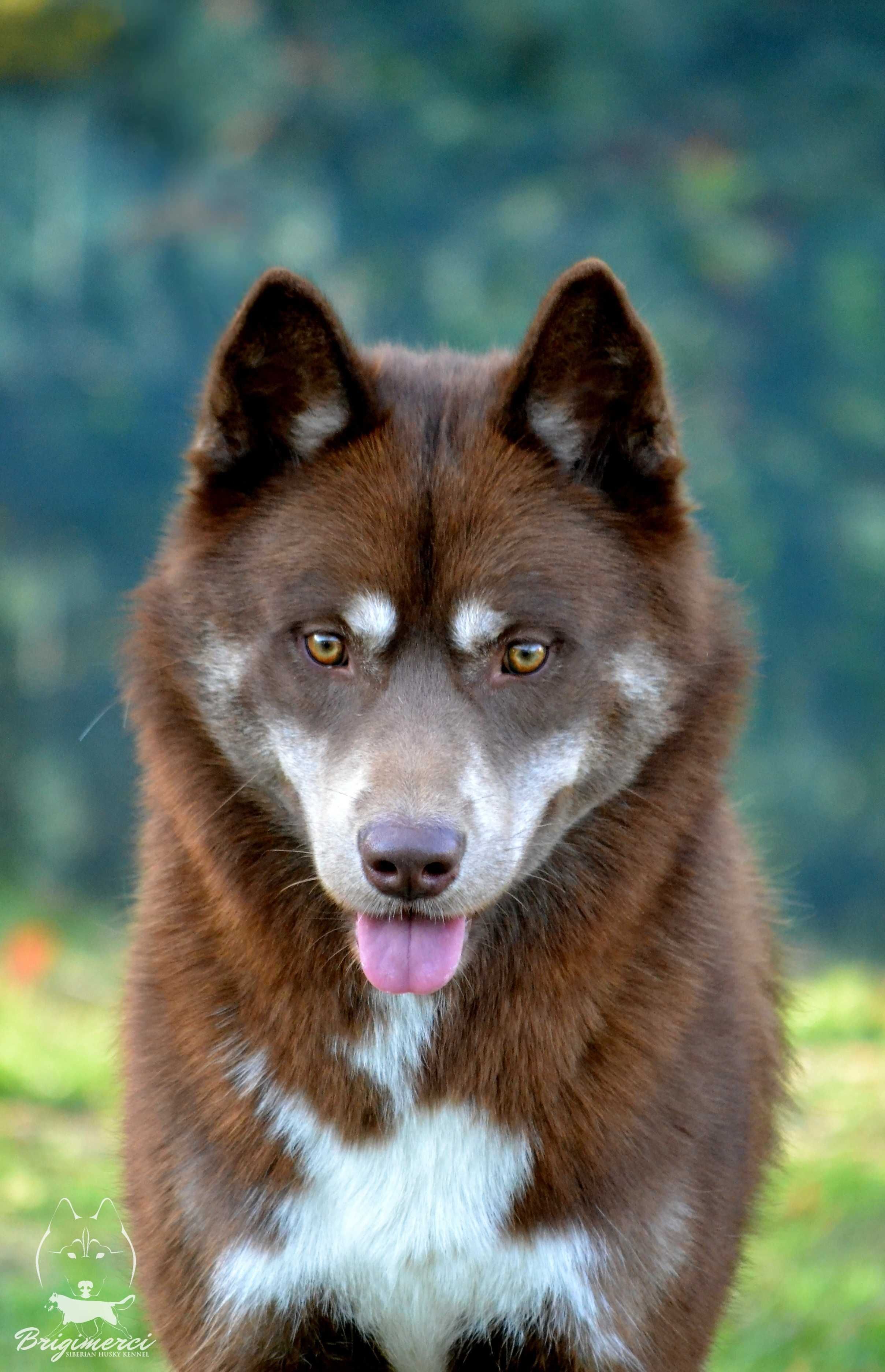 Raritate! Husky Siberian culoare inedita