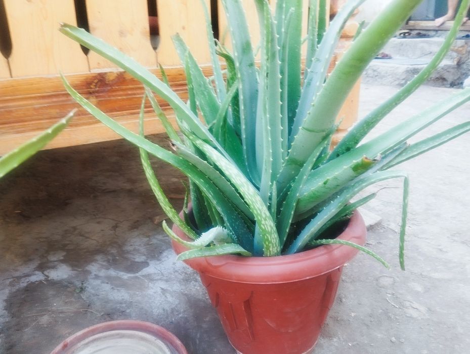 Алое йирик барглари бн