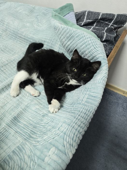 Отдам котёнка в хорошие руки