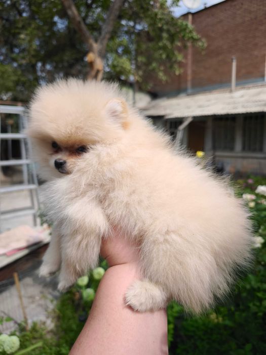 Щенок померанского шпица