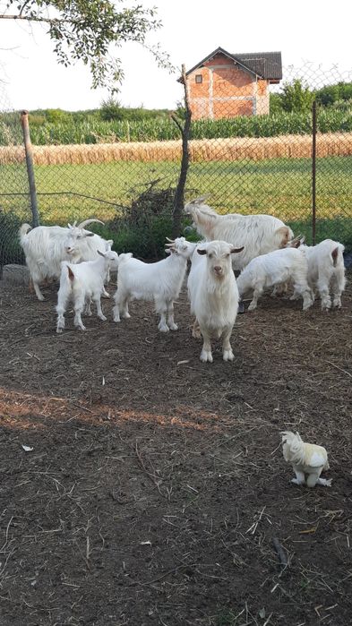 ‼️Vand ied ( țap )  20 lei/kg în viu‼️