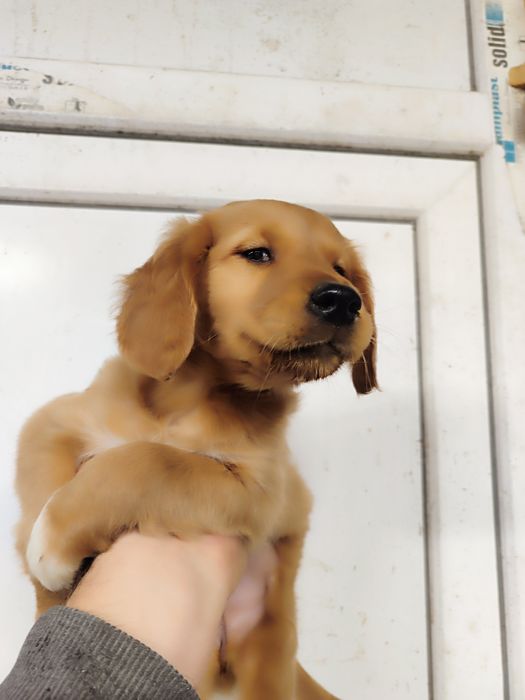 Donez cățelușa golden retriever
