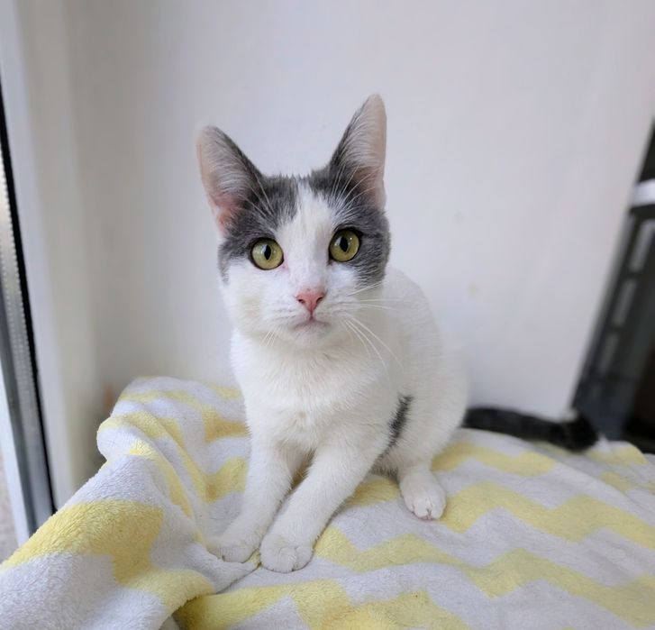 Adopție Pui Pisică (4-5 luni) Brașov, Gratuit