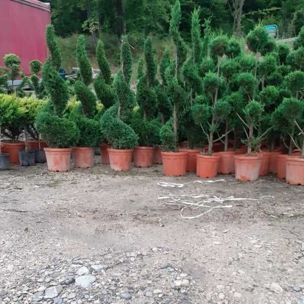 Artar roșu japonez – decor elegant, transport și montare inclusă