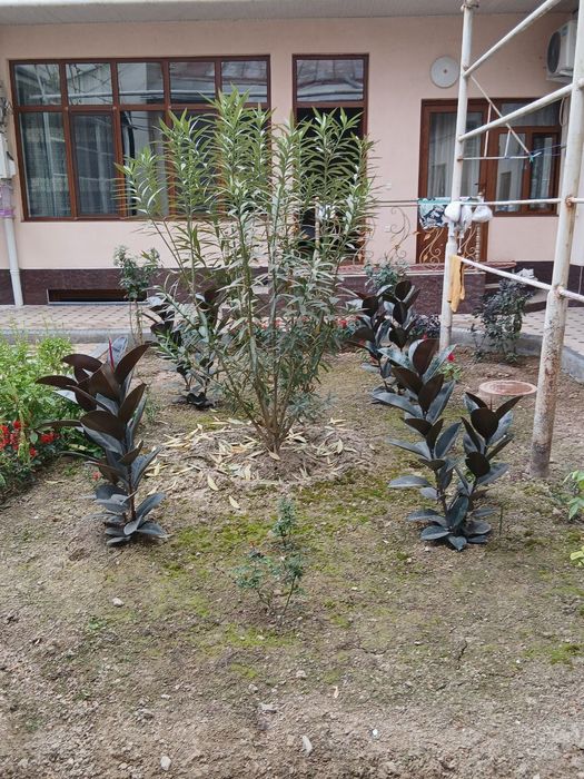 Qora shaĝzoda zòr òsgan hovlida turibti tuvakgayam òtqizibam beramza