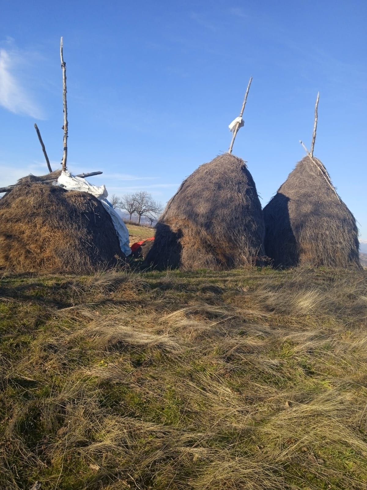 Vând FÂN preț negociabil