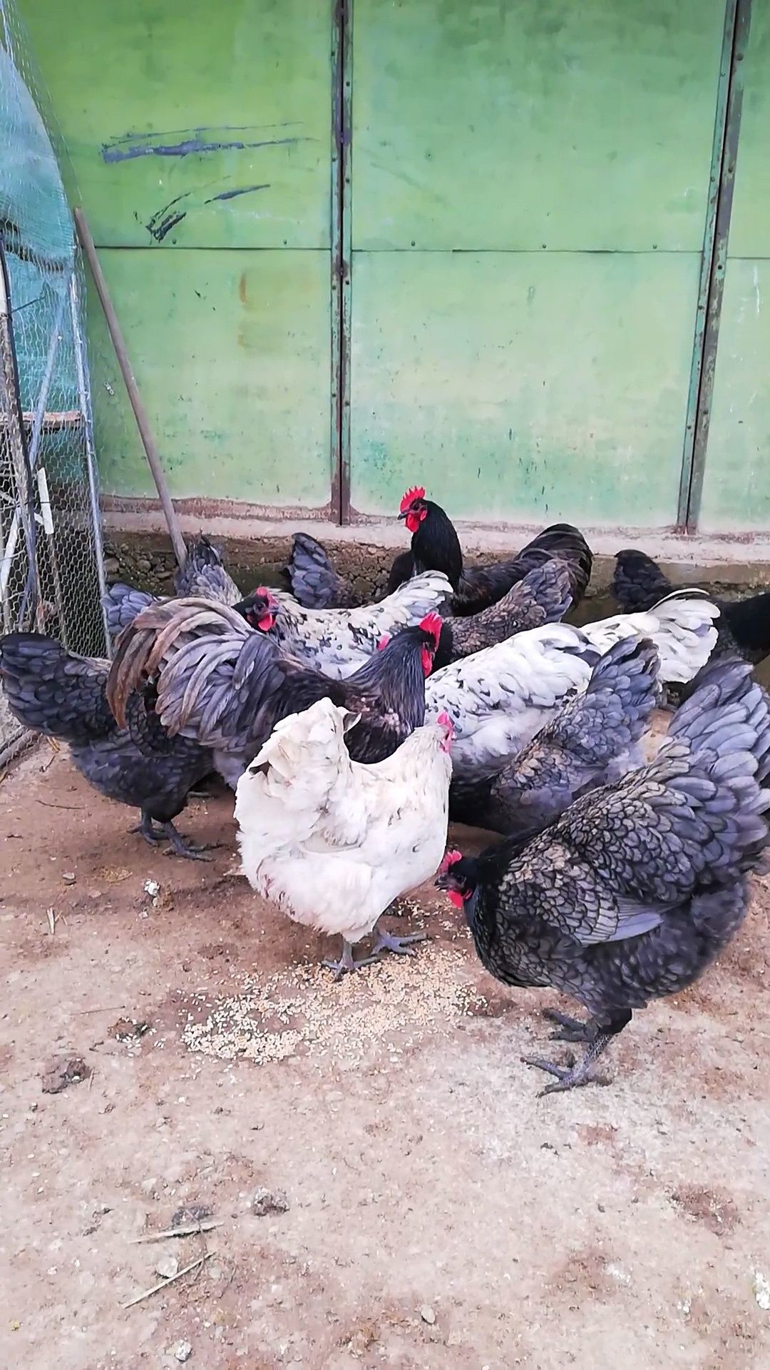 Oua incubat Australorp