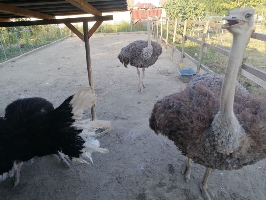 Vând familie reproducătoare!!