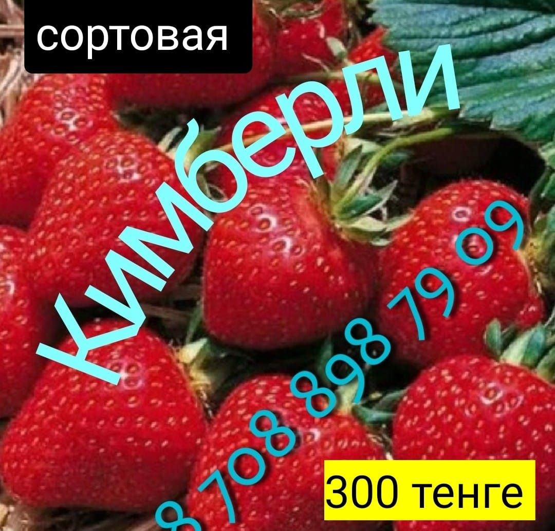 Саженцы винограда, малина ежевика клубника слива