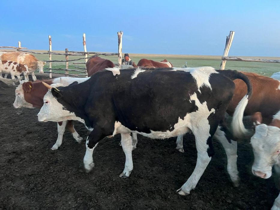 Семіз Құнажын...