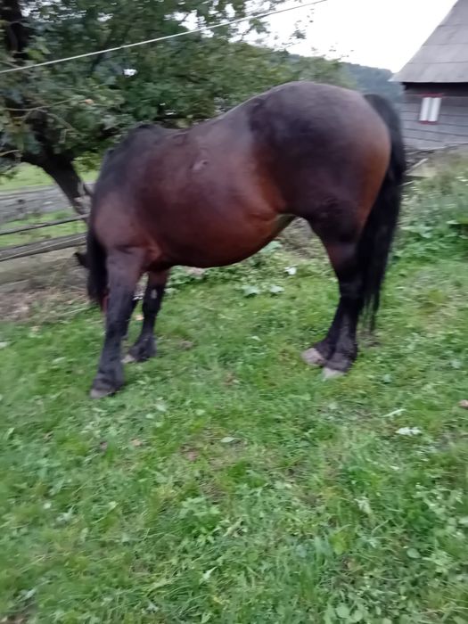 Iapa  de  vânzare