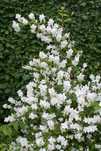 Iasomie parfumata Philadelphus