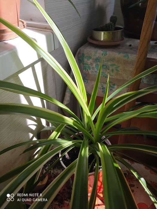 Хлорофитум  хохлатый