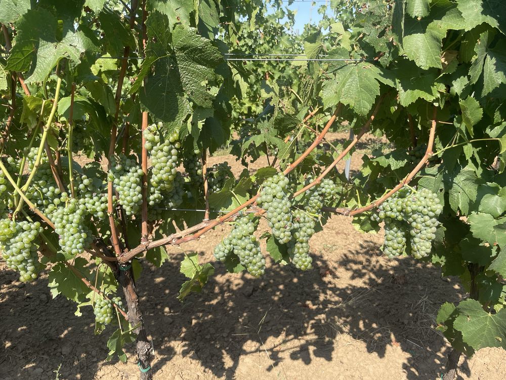 Vand struguri pt vin albi si rosii