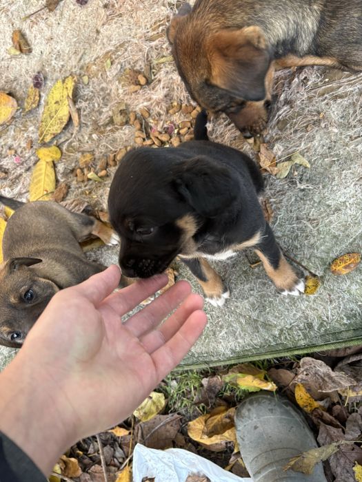 Кученца малка порода