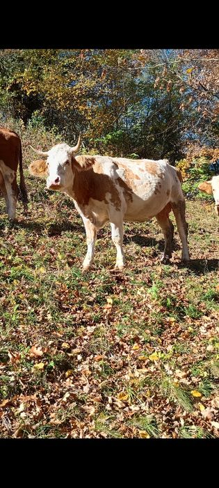 Vând vacă pentru abator