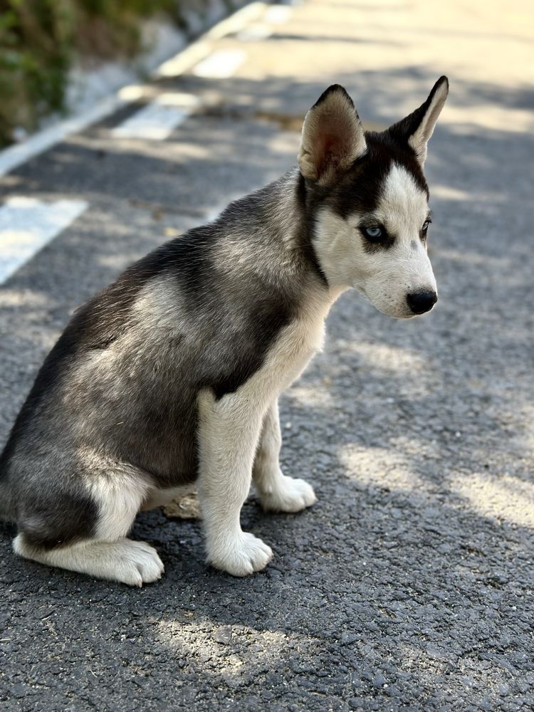 Femela husky siberian(exemplar deosebit)!