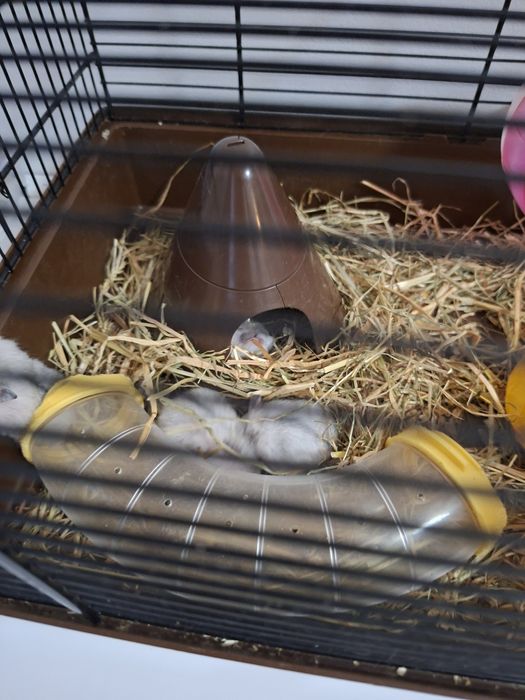 Donez pui hamster Botoșani