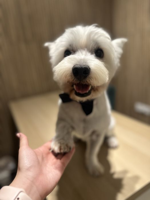 Frizerie canina / infrumusetare canina / grooming catei