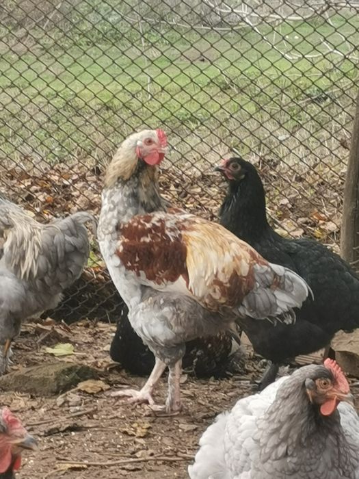 Петли домашни Брама всякакъв избор за празниците