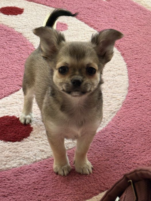 Продавам чихуахуа
