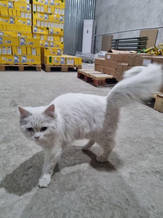 Продаётса белая кошка