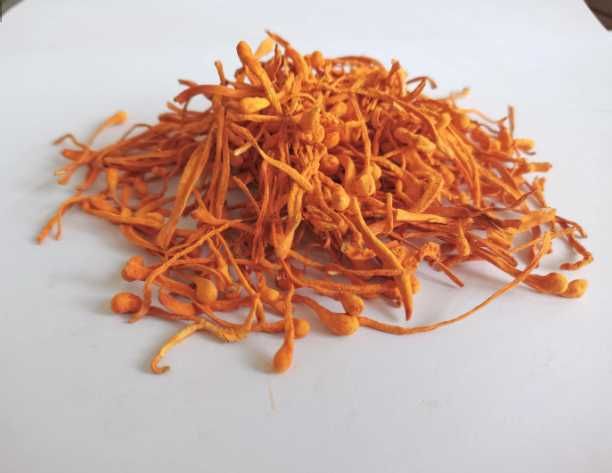 Ciuperci medicinale Cordyceps Militaris uscat 100g