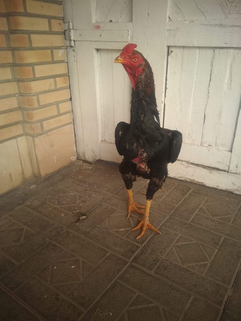 Зоти Шаму 1йилик