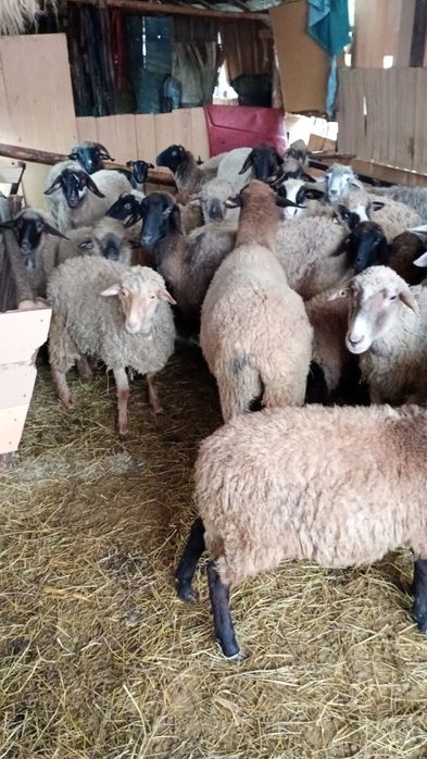 Vând oi din rasa cărăbaș+ caracul