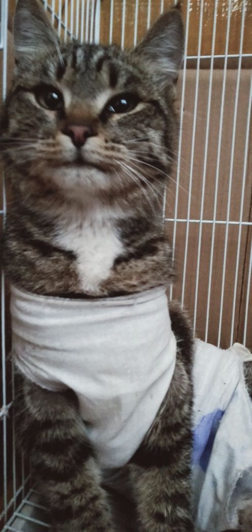Коти ищут  дом ,в квартиру