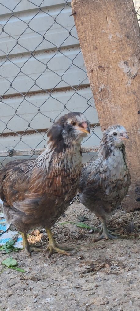 De vânzare puicute araucana