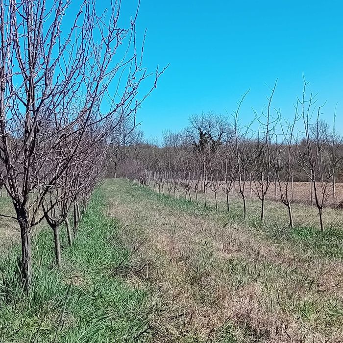 Градини сини сливи и техника