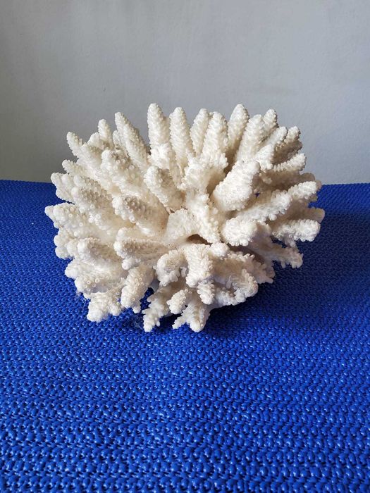 Coral acvariu decorativ