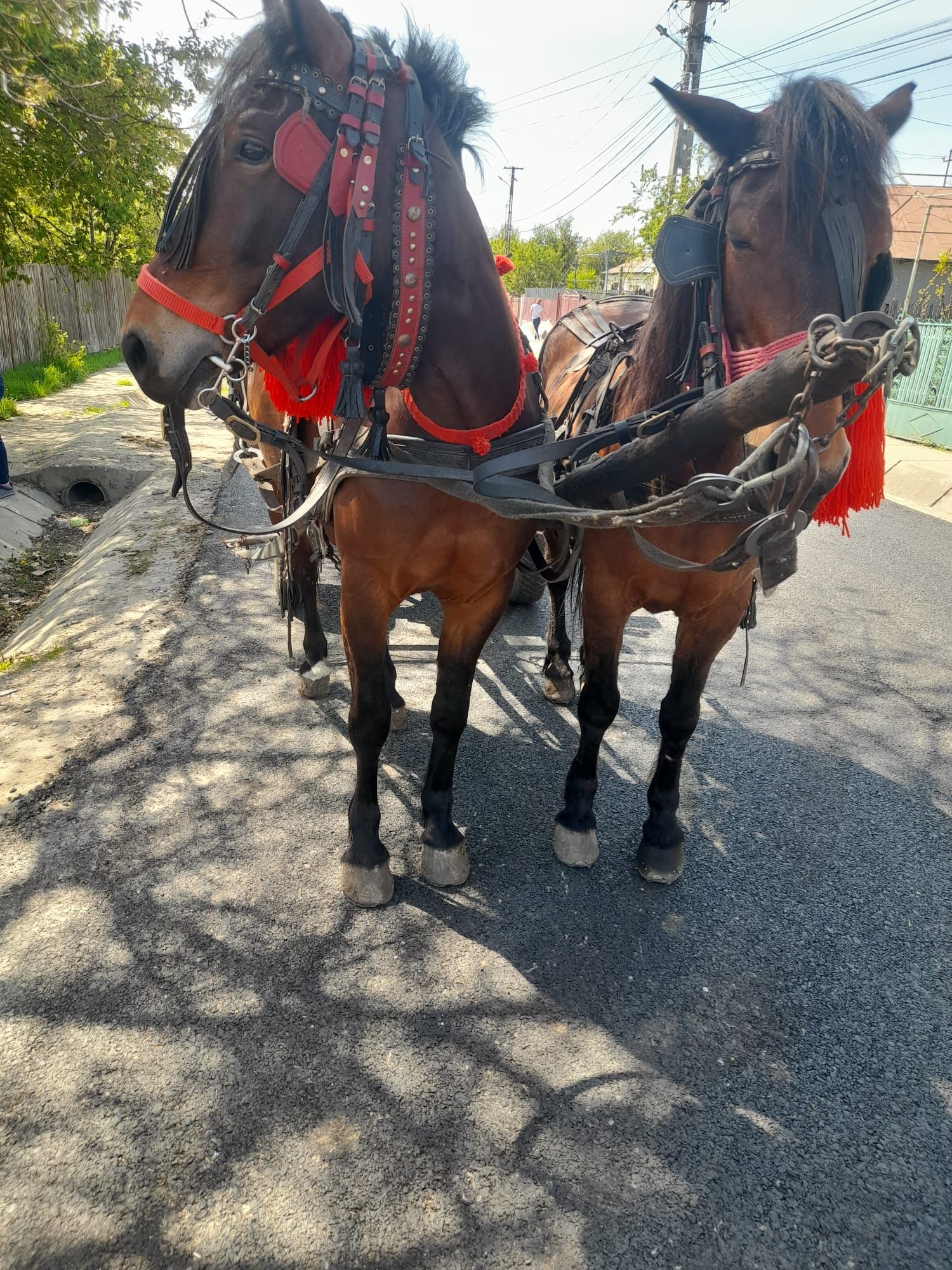 Vand iapa murga pusă la căruță