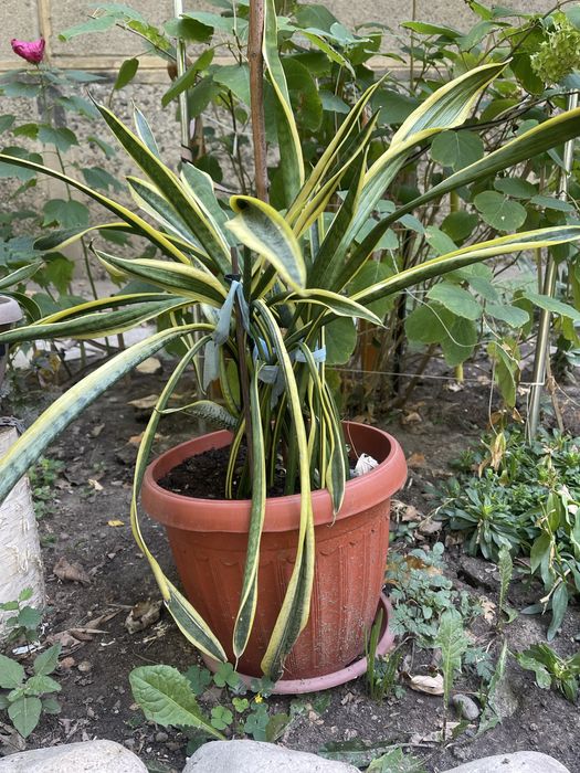 Продам Сансевиерию - 1 корень -500 тг